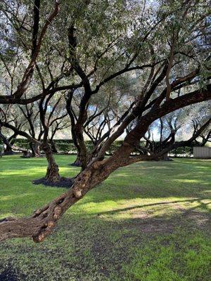 Rutherford Ranch Winery