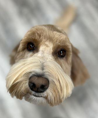 Skylar the doodle and her endearing gaze