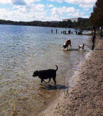 Dog park by the lake