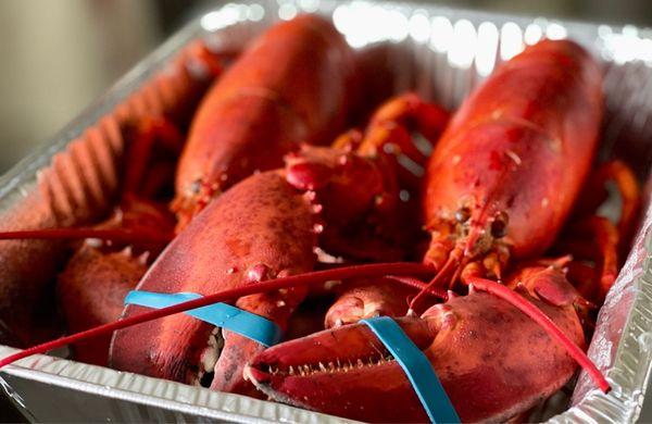 Lobsters slightly steamed - Pickup