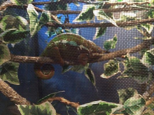 Tamatave panther chameleon