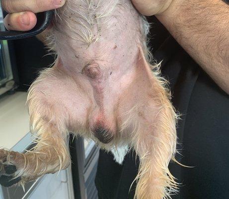 Dogs razor burns on balls