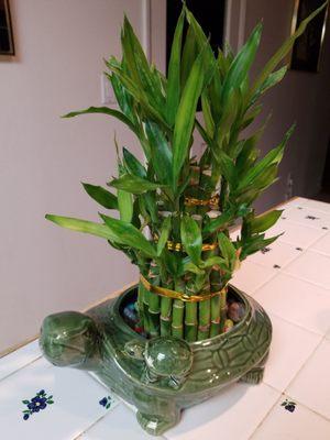 My new 'Lucky Bamboo'--has lots of healthy new growth.