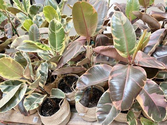 Beautiful rubber trees in stock now for $35