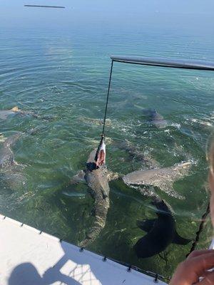 Feeding the sharks!