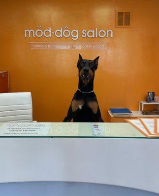 Welcome to mod.dog. How can I help you?