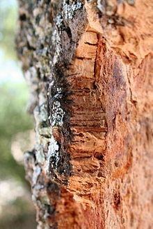 Cork / Protective bark of the Oak Tree / 100% Eco Friendly 