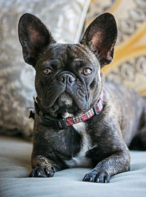 Stitch being so regal for his photo shoot at the spa!