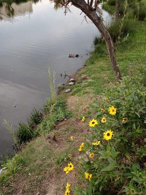 South Los Angeles Wetlands Park