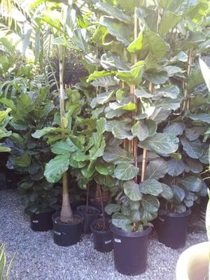 So many fiddle leaf figs!