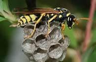 paper wasp