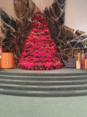 The Poinsettia Tree put up for Christmas every year. Is a magnificent sight to see. Center For Spiritual Living Redondo Beach.