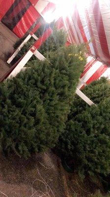 Christmas Trees