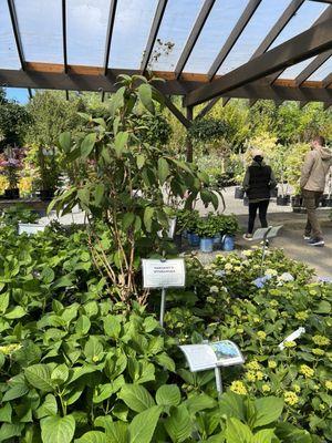 Sargent's hydrangea and others in the hydrangeas section