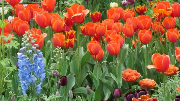 Gorgeous Tulips