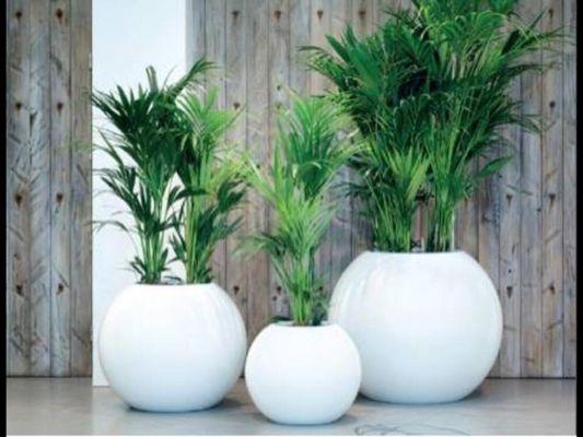 Modern Fiberglass Planters Available @ Plant Colony.