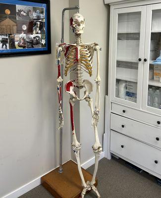 Musculoskeletal anatomy station for demonstrating joint structure and how Dr. Tucker will treat tendons and ligaments surrounding the joint.