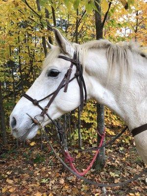 The best horse, miss Gracie!