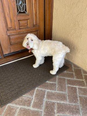 Ellie Mae the cockapoo