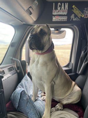 Winter Sitting Shotgun