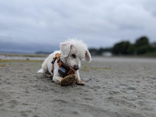 Dog friendly beach