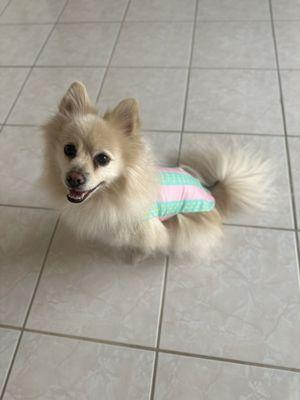 Rocket, our Pomeranian