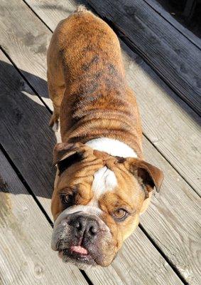 My bulldog looking handsome after the groomer.