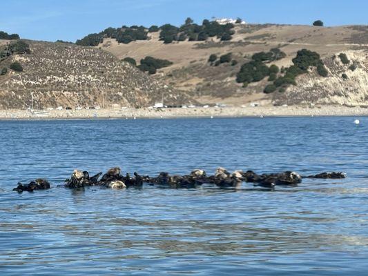 raft of otters in Avila Bay