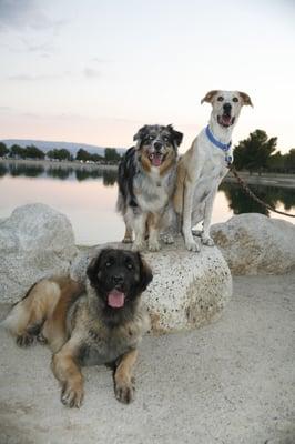 3 dogs at class posing for the camera at apolo park