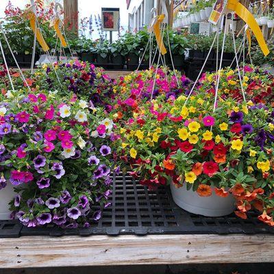 Calibrachoa