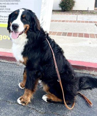 Our proud graduate from Sit Means Sit, Boomer!