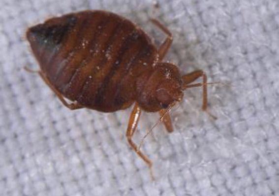 BEDBUGS!!!