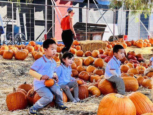 Pumpkin patch field trip