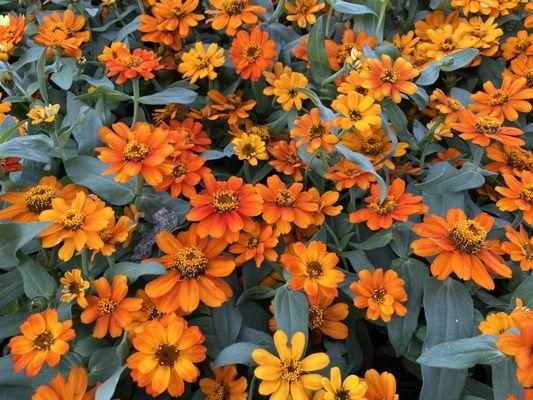 Colorful zinnias