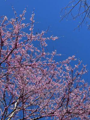 Eastern Redbud