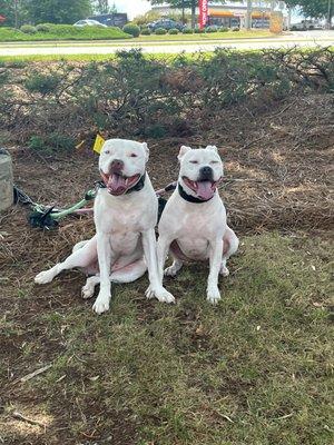 My dogs love hanging out while I grab lunch