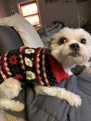 Charlie got his haircut! Sporting his Christmas sweater!