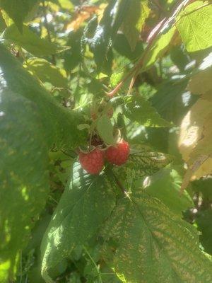 Raspberries ready for picking.