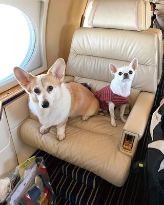 Luxury travel made easy Private jet charters, empty leg flights, and pet-friendly jets Where pets fly private, no cargo.https://airacer.com/