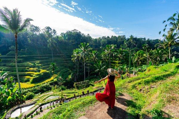 Beautiful Bali rice fields