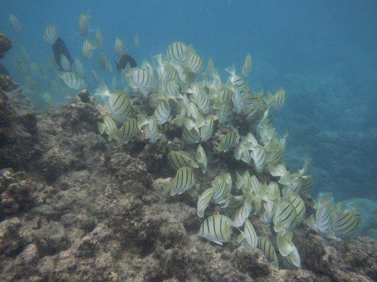 Shoal of convict tang