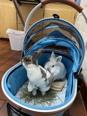 Tater and Winnie ready for their annual check-up and vaccine with Dr. Eby 1-17-24