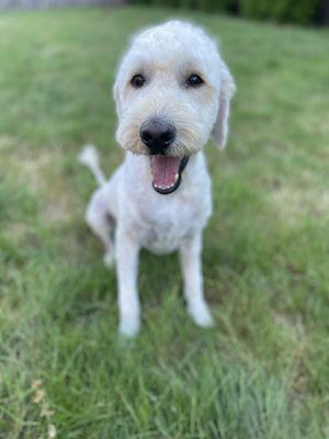 Summer cut on a Goldendoodle.