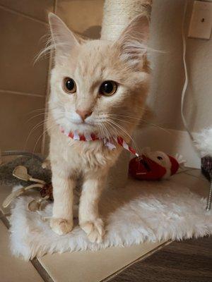 All squeaky clean! Wearing a cute bandana as well.