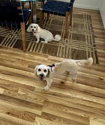 Dogs after their bath and cut! Ready for Halloween!