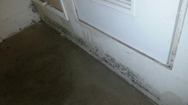 six full weeks after a small leak was reported to PMC FULL BLOWN MOLD EVERYWHERE