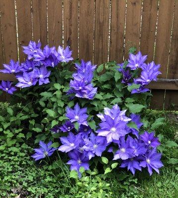 A new Lady Betty Balfour Clematis