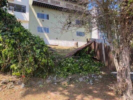 Collapsed fence in the backyard.