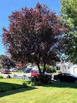 This is the tree we needed cut down.