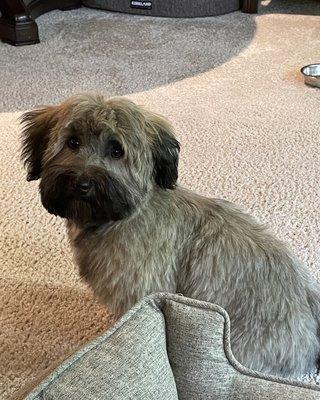 Rico after very first haircut.